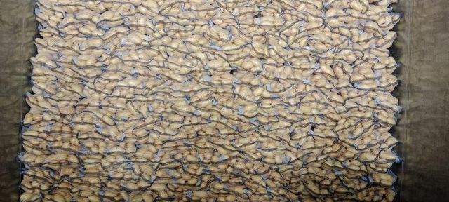 Fresh White Potato from Pakistan – 80g+ Size - Image 4